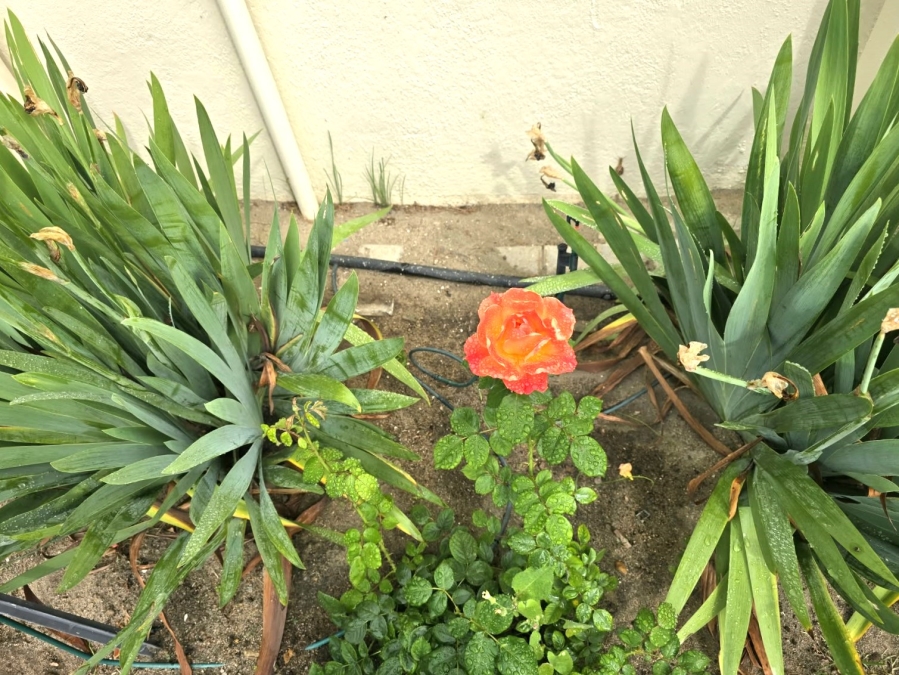 To Let 2 Bedroom Property for Rent in Paarl North Western Cape